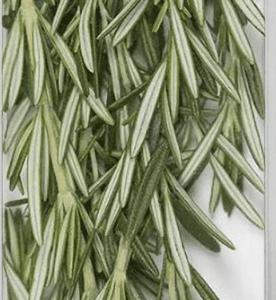 ROSEMARY 1 LB