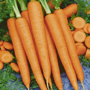 CARROTS JUMBO 50 LB