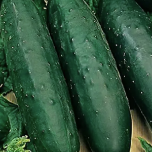 CUCUMBERS SELECT/LB