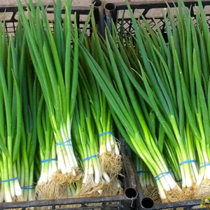 SCALLIONS GREEN ONION EA