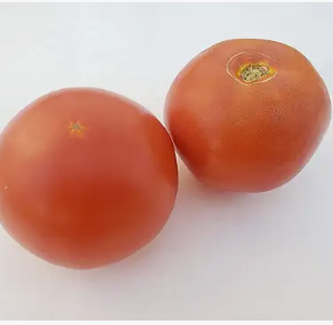 TOMATOES 6X6 CASE
