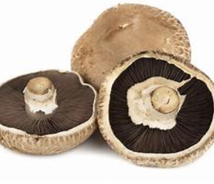 MUSHROOM PORTABELLA  5#