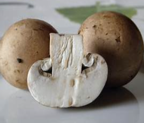 MUSHROOM P/S #10 EACH